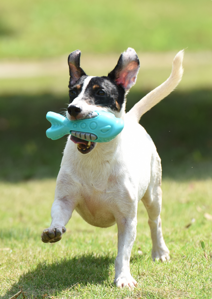 Brinquedo de Borracha Peixe ZN0094 - Divertido e Resistente para Pets Imagem 4